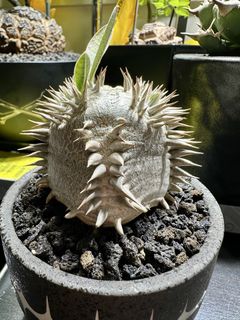 （分類：）位於 。 由 henrycaudex 提交（商品編號 1427970882，圖片 1）。簡介： 。