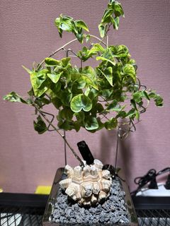 （分類：）位於 。 由 henrycaudex 提交（商品編號 1427969322，圖片 1）。簡介： 。