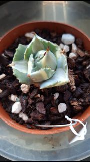 (Category: ) located in . Submitted by deliciouscactus (Listing ID 1428038585, Image 1). Description: .