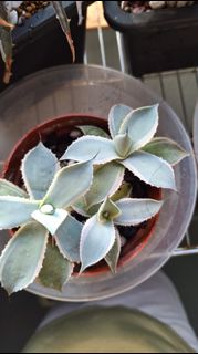 (Category: ) located in . Submitted by deliciouscactus (Listing ID 1428038492, Image 1). Description: .