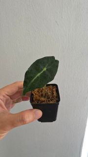 (Category: ) located in . Submitted by ywc1982 (Listing ID 1427959658, Image 1). Description: .