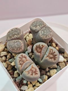 (Category: ) located in . Submitted by all4cactus (Listing ID 1427962361, Image 1). Description: .