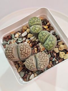 (Category: ) located in . Submitted by all4cactus (Listing ID 1427962063, Image 1). Description: .