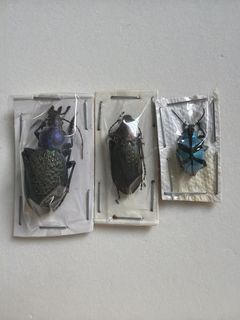 (Category: ) located in . Submitted by sg_invertebrate (Listing ID 1427979158, Image 1). Description: .