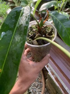 (Category: ) located in . Submitted by rumahanthu (Listing ID 1427935772, Image 1). Description: .
