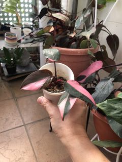 (Category: ) located in . Submitted by clover.forest (Listing ID 1427948152, Image 1). Description: .