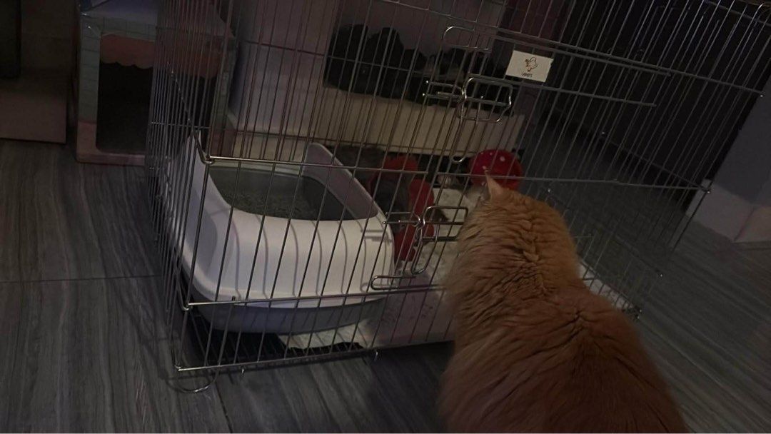 Playpen Cage (Category: Homes & Other Pet Accessories) located in Pasig City. Submitted by decluttercat (Listing ID 1427996899, Image 3). Description: Size 94.5x85.5x66 lwh in cm Slightly used, in good condition bought in FB marketplace on a whim to isolate our cat after getting neutered. 😅 RFS: Decluttering. Don’t need it anymore..