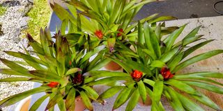 (Category: ) located in . Submitted by waiting.for.roots (Listing ID 1427981838, Image 1). Description: .
