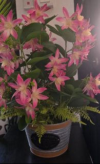 (Category: ) located in . Submitted by namnah (Listing ID 1428167804, Image 1). Description: .