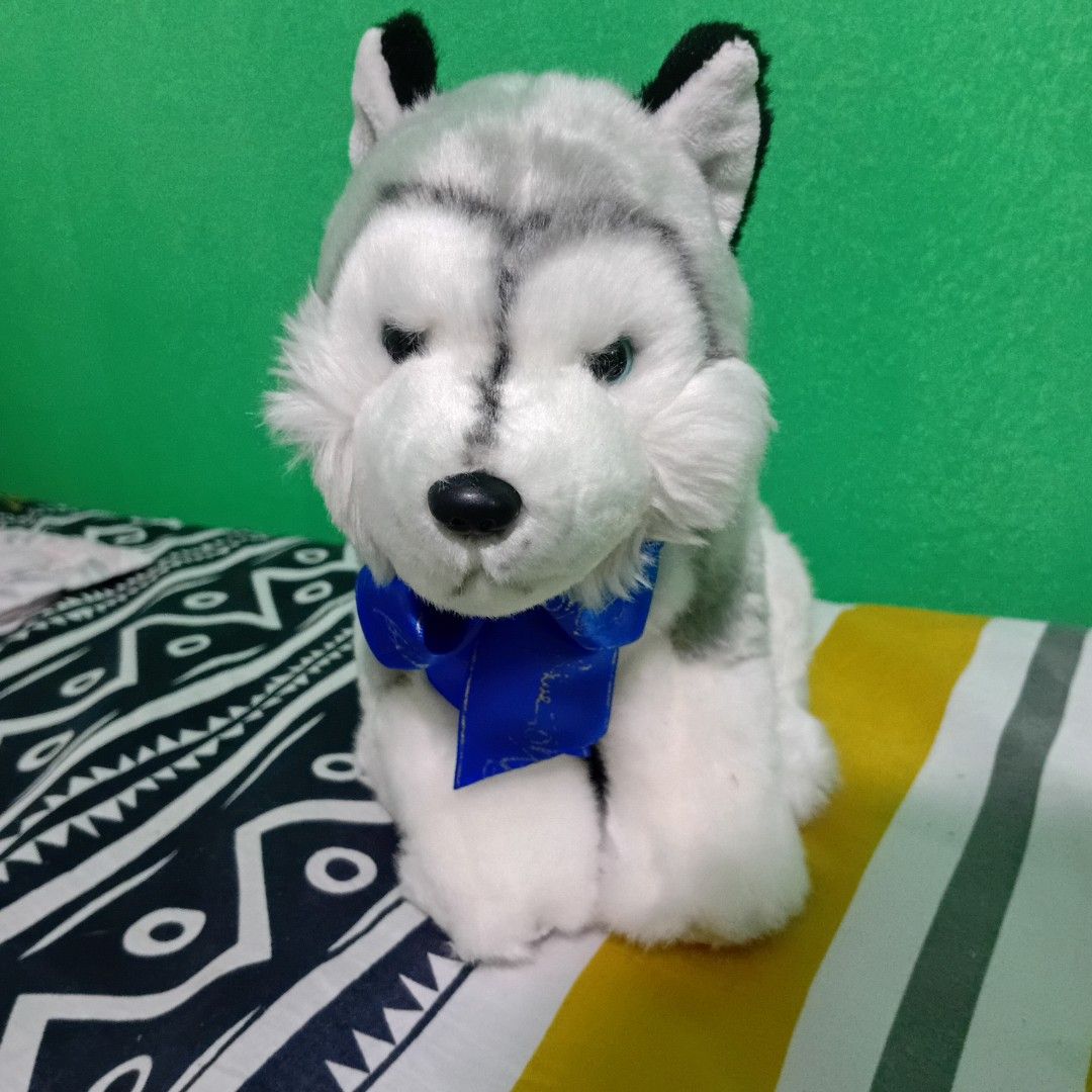 Blue Magic Husky Dog Plush Toy (Category: Plushies & Soft Toys) located in Mandaluyong City. Submitted by trish125 (Listing ID 1428192511, Image 1). Description: Blue Magic Husky Dog Decluttering, nakastock lang Loc: Silang Cavite.