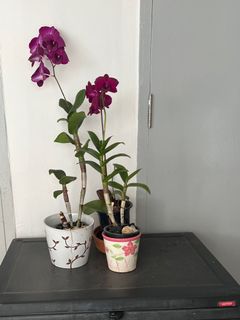 (Category: ) located in . Submitted by 28joy (Listing ID 1428169152, Image 1). Description: .