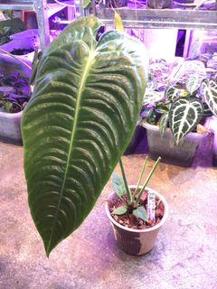 （分類：）位於 。 由 plantjai 提交（商品編號 1428335247，圖片 1）。簡介： 。