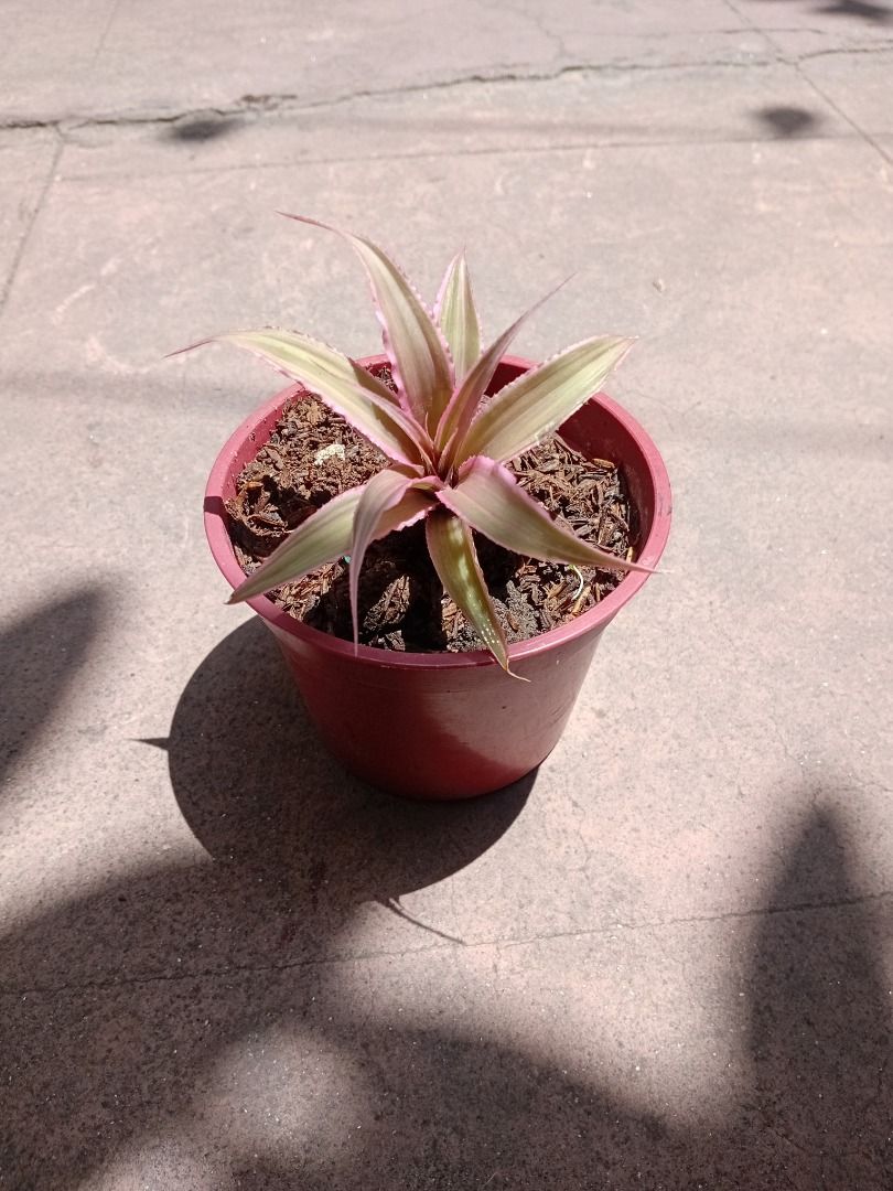 Cryptanthus earth star (Category: Plants & Seeds) located in Caloocan City. Submitted by plants_bymel (Listing ID 1428352661, Image 2). Description: Beautiful Bromeliad plant in a red pot. The plant has green and pink leaves. It is potted in soil. The pot is a standard size and shape. Perfect for adding a touch of color to your home or garden. Easy to care for and low maintenance..