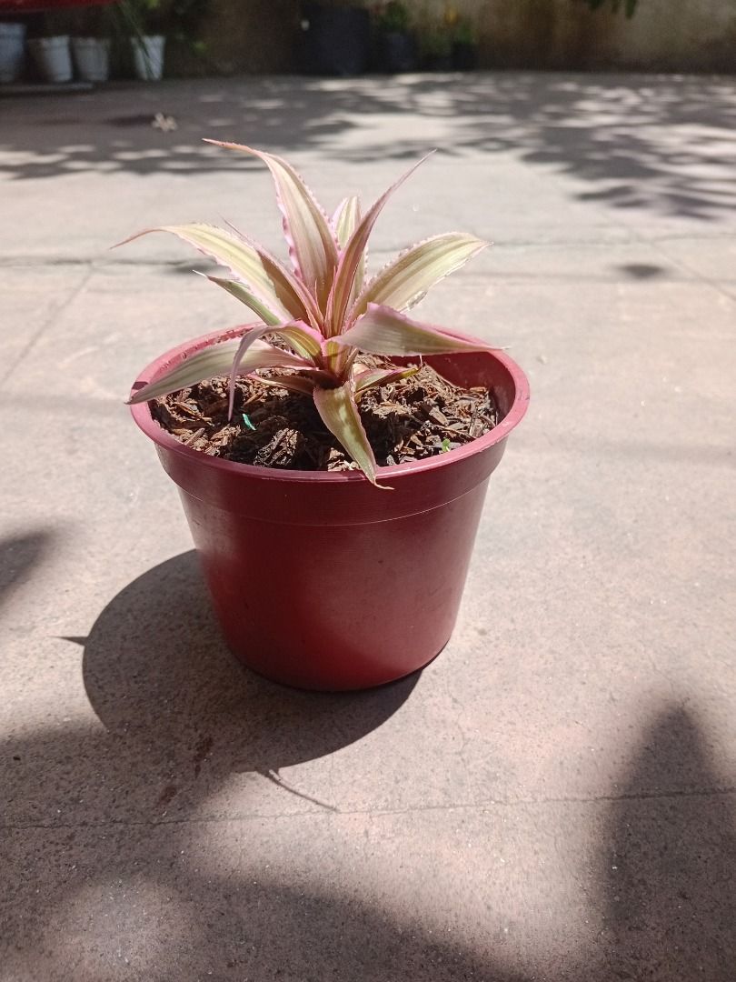Cryptanthus earth star (Category: Plants & Seeds) located in Caloocan City. Submitted by plants_bymel (Listing ID 1428352661, Image 1). Description: Beautiful Bromeliad plant in a red pot. The plant has green and pink leaves. It is potted in soil. The pot is a standard size and shape. Perfect for adding a touch of color to your home or garden. Easy to care for and low maintenance..