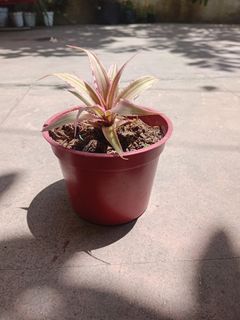 (Category: ) located in . Submitted by plants_bymel (Listing ID 1428352661, Image 1). Description: .