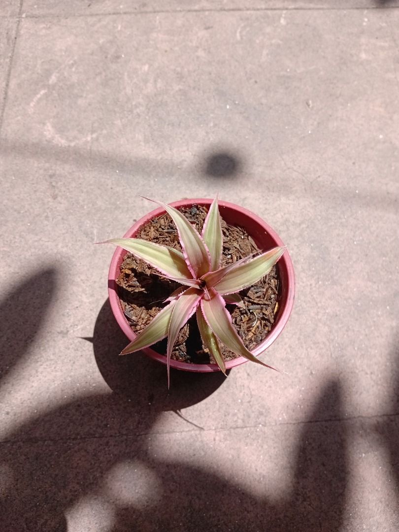 Cryptanthus earth star (Category: Plants & Seeds) located in Caloocan City. Submitted by plants_bymel (Listing ID 1428352661, Image 3). Description: Beautiful Bromeliad plant in a red pot. The plant has green and pink leaves. It is potted in soil. The pot is a standard size and shape. Perfect for adding a touch of color to your home or garden. Easy to care for and low maintenance..