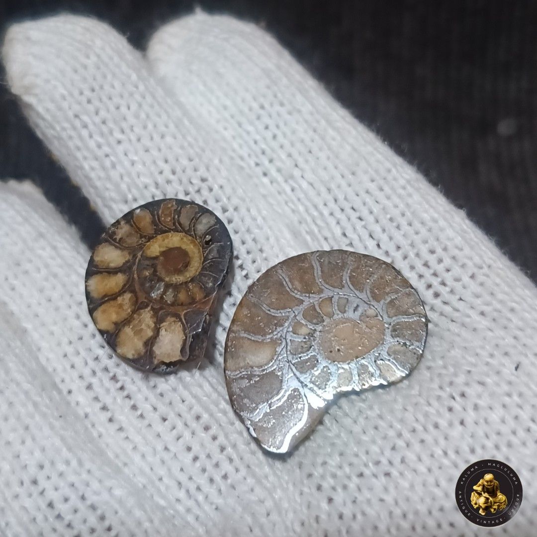 Fossil Ammonite and Belemnite Collection (Category: Vintage Collectibles) located in Meycauayan. Submitted by ka_luma (Listing ID 1428257266, Image 3). Description: Shipping - Flash Express| Lalamove Payment - Gcash | Bank Transfer [S1-R3] Collection of fossil ammonites and belemnites. The ammonites display intricate spiral patterns, while the belemnites have a streamlined, elongated shape. These fossils showcase the beauty of ancient marine life