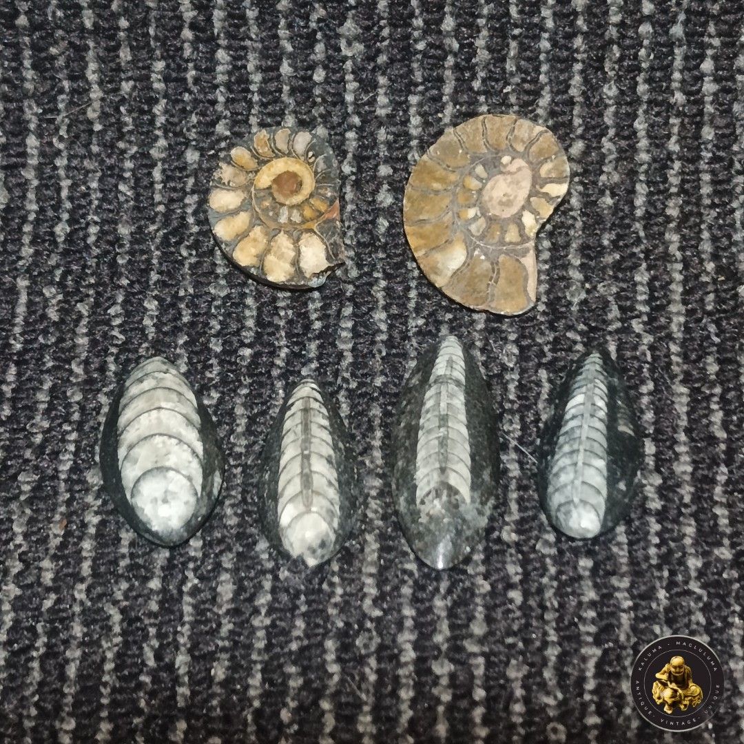 Fossil Ammonite and Belemnite Collection (Category: Vintage Collectibles) located in Meycauayan. Submitted by ka_luma (Listing ID 1428257266, Image 1). Description: Shipping - Flash Express| Lalamove Payment - Gcash | Bank Transfer [S1-R3] Collection of fossil ammonites and belemnites. The ammonites display intricate spiral patterns, while the belemnites have a streamlined, elongated shape. These fossils showcase the beauty of ancient marine life