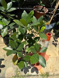 (Category: ) located in . Submitted by gardenfunfarm (Listing ID 1392560447, Image 1). Description: .