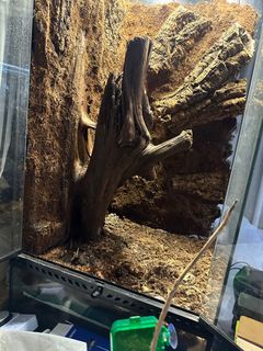 (Category: ) located in . Submitted by ntlc_plants (Listing ID 1428552303, Image 1). Description: .