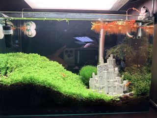 (Category: ) located in . Submitted by sciricco (Listing ID 1428439398, Image 1). Description: .