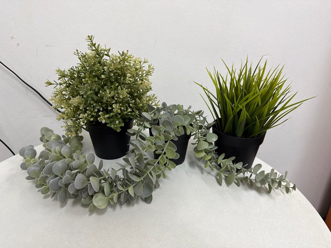 Small potted plants