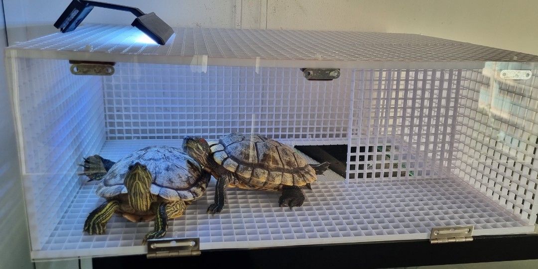 Turtle basking platform (Category: Homes & Other Pet Accessories) located in Singapore. Submitted by mightyfalcon_9be3ed (Listing ID 1427324341, Image 1). Description: Turtle basking platform. 🐢 Custom size available. 📏 Ready in 2-3 days upon confirmation.⏳️ I have some used Fishtanks if you want bundle package 📦 2Ft/3Ft Tanks Pm with clear description. 1. How many turtle and size? 2. Your tank dimensions with clear pics 3. Pic of filter pump.