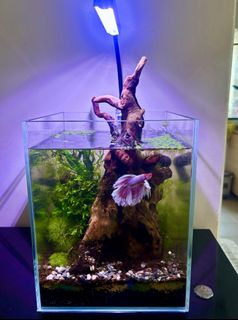 (Category: ) located in . Submitted by built_to_nature (Listing ID 1427996938, Image 1). Description: .