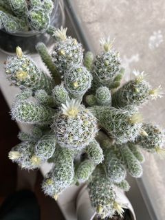 （分類：）位於 。 由 pregret 提交（商品編號 1428713013，圖片 1）。簡介： 。