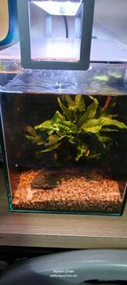 (Category: ) located in . Submitted by silent_store17 (Listing ID 1428688577, Image 1). Description: .
