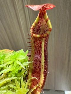 （分類：）位於 。 由 harrych5678 提交（商品編號 1423317251，圖片 1）。簡介： 。