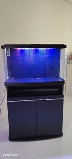 (Category: ) located in . Submitted by ed.cichlids (Listing ID 1428869159, Image 1). Description: .