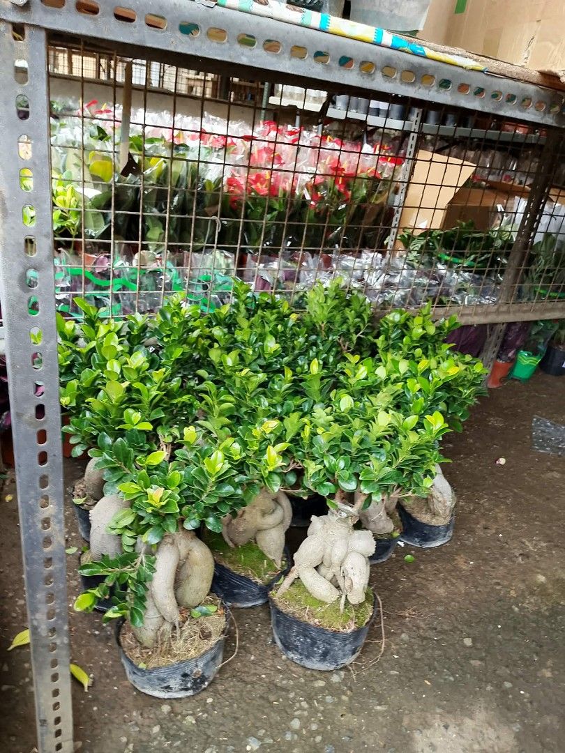 Ficus Bonsai Tree (Category: Plants & Seeds) located in Quezon City. Submitted by amazingmaria3680 (Listing ID 1428856411, Image 2). Description: Healthy Ficus bonsai tree. Features lush green leaves and a unique root structure. Comes in a small pot, ready for display. Perfect for adding a touch of nature to your home or office. Easy to care for and maintain. A great gift for plant lovers..