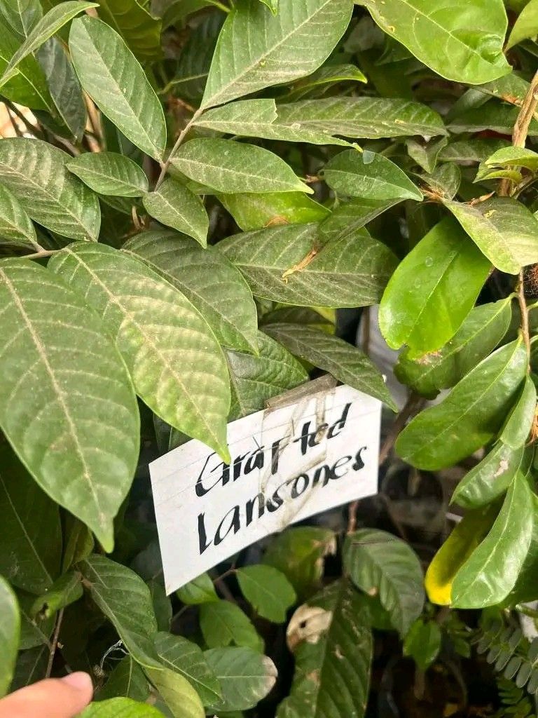 Grafted fruit bearing plants (Category: Plants & Seeds) located in Quezon City. Submitted by amazingmaria3680 (Listing ID 1428856703, Image 2). Description: Grafted fruit bearing plants available. Healthy and ready to be planted. Perfect for your garden or as a gift. Get yours now!.