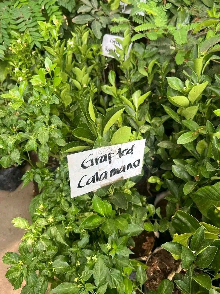 Grafted fruit bearing plants (Category: Plants & Seeds) located in Quezon City. Submitted by amazingmaria3680 (Listing ID 1428856703, Image 1). Description: Grafted fruit bearing plants available. Healthy and ready to be planted. Perfect for your garden or as a gift. Get yours now!.