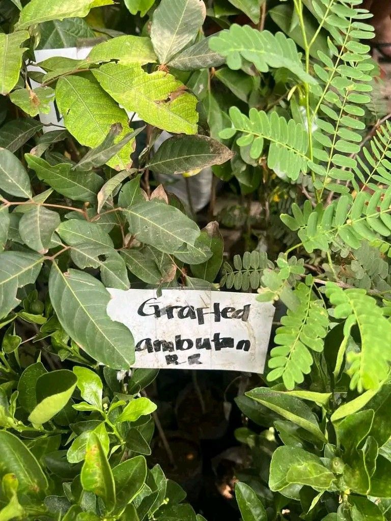 Grafted fruit bearing plants (Category: Plants & Seeds) located in Quezon City. Submitted by amazingmaria3680 (Listing ID 1428856703, Image 3). Description: Grafted fruit bearing plants available. Healthy and ready to be planted. Perfect for your garden or as a gift. Get yours now!.