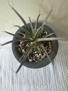 (Category: ) located in . Submitted by jackiecactus (Listing ID 1428825442, Image 1). Description: .
