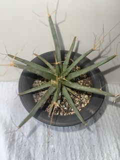 (Category: ) located in . Submitted by jackiecactus (Listing ID 1428825898, Image 1). Description: .