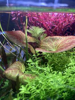 (Category: ) located in . Submitted by guacamoleee (Listing ID 1428939011, Image 1). Description: .