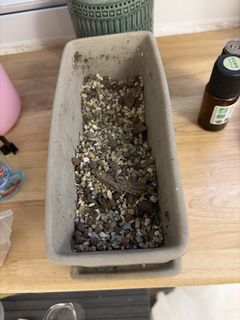 （分類：）位於 。 由 seacure 提交（商品編號 1428899474，圖片 1）。簡介： 。