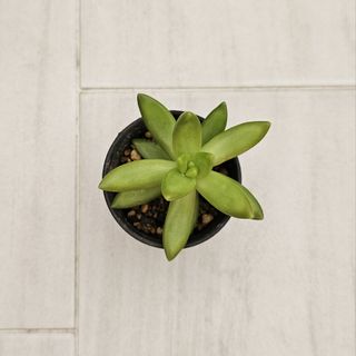 (Category: ) located in . Submitted by blooments (Listing ID 1428872804, Image 1). Description: .