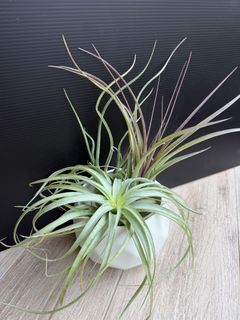 🌿 Tillandsia Air Plant 🌿 Collection item 3