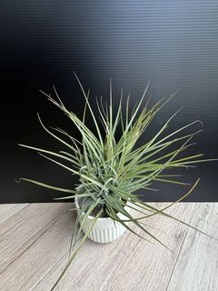 (Category: ) located in . Submitted by lindaaa (Listing ID 1428931794, Image 1). Description: .