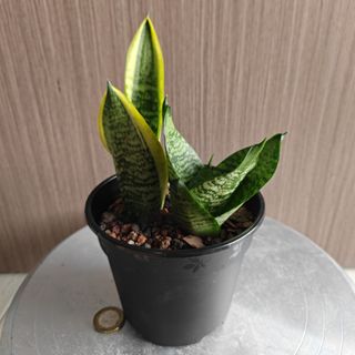 (Category: ) located in . Submitted by sgbonsai (Listing ID 1429048276, Image 1). Description: .