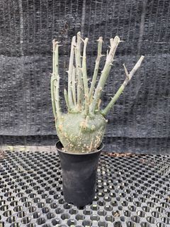 (Category: ) located in . Submitted by desert.grower (Listing ID 1429103604, Image 1). Description: .