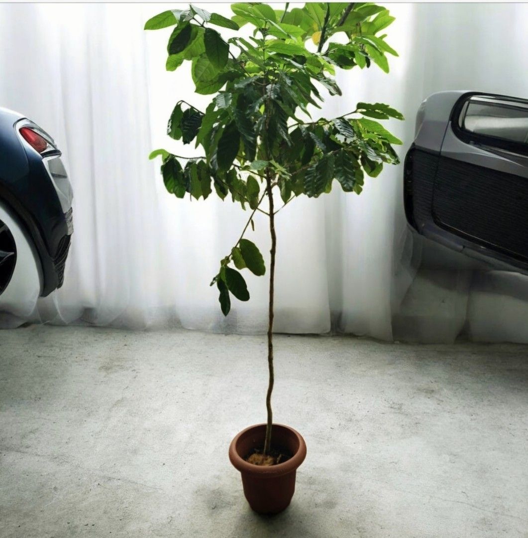 View of Chicago Lawn Care, Lawn Treatment & Lawn Service | Greener Living