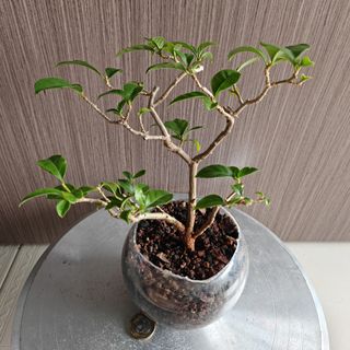 (Category: ) located in . Submitted by sgbonsai (Listing ID 1429043947, Image 1). Description: .
