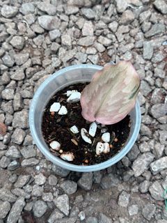 (Category: ) located in . Submitted by seletar_plants (Listing ID 1429023393, Image 1). Description: .