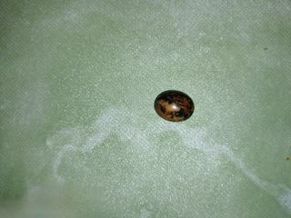 (Category: ) located in . Submitted by man_gems (Listing ID 1429115287, Image 1). Description: .