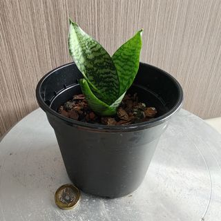 (Category: ) located in . Submitted by sgbonsai (Listing ID 1429048122, Image 1). Description: .
